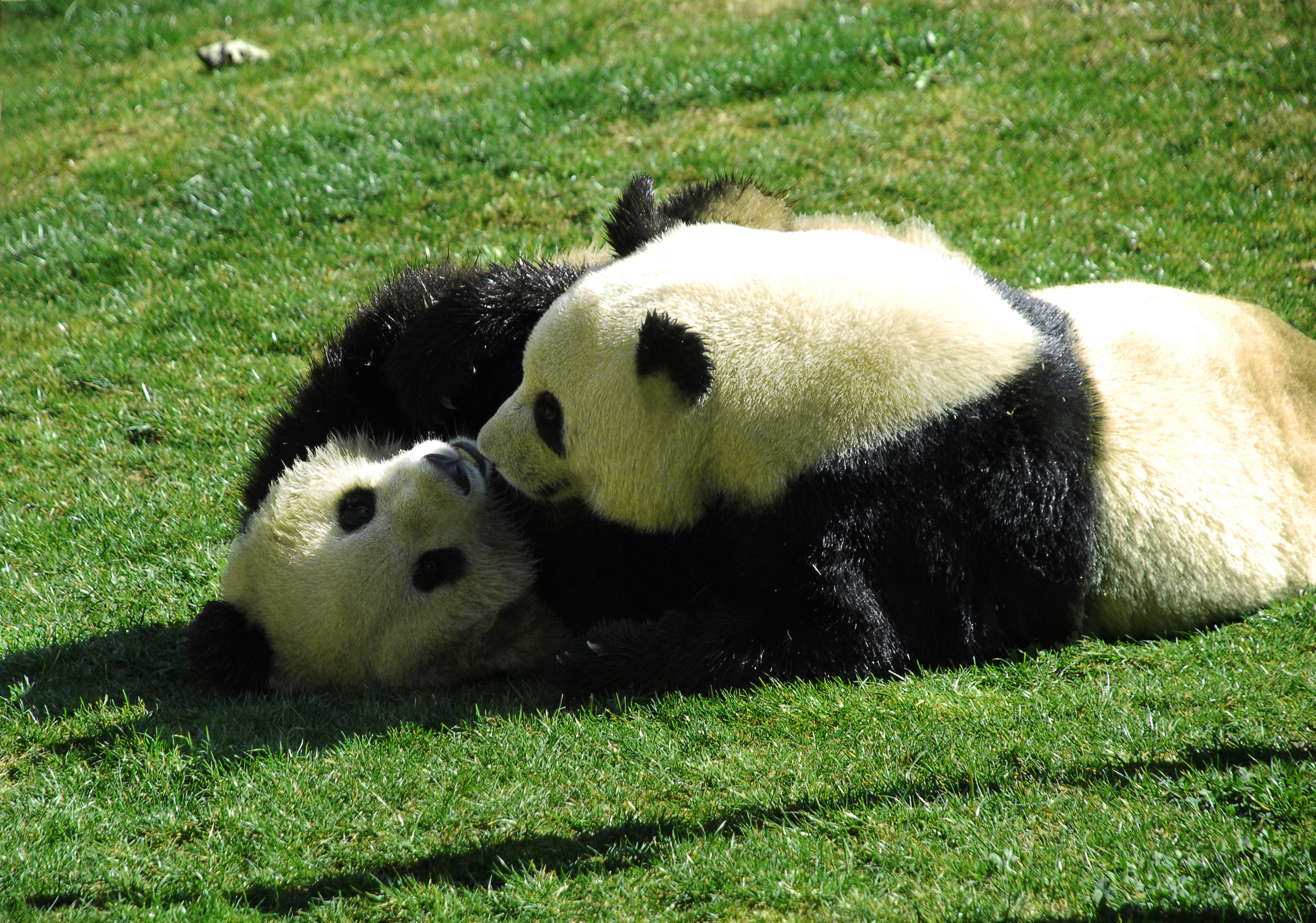 Yunnan wild Animal zoo